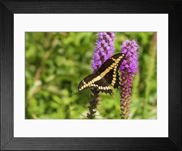 Framed Print : Giant Swallowtail on Prairie blazing star, Rock Cave Nature Preserve, Effingham County, Illinois. (Editorial Use Only) Framed Print : Giant Swallowtail on Prairie blazing star, Rock Cave Nature Preserve, Effingham County, Illinois. (Editorial Use Only)