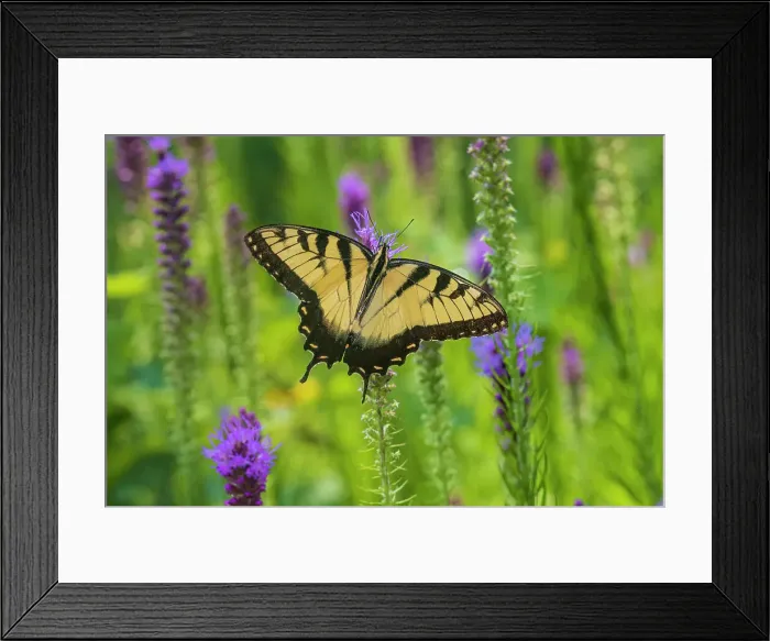 Framed Print : Eastern Tiger Swallowtail on Prairie blazing star, Rock Cave Nature Preserve, Effingham County, Illinois Framed Print : Eastern Tiger Swallowtail on Prairie blazing star, Rock Cave Nature Preserve, Effingham County, Illinois