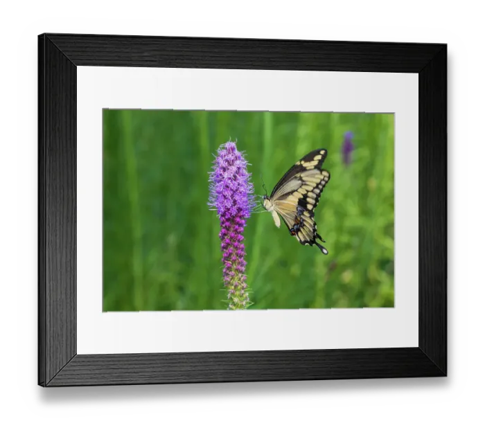 Framed Print : Giant Swallowtail on Prairie blazing star, Rock Cave Nature Preserve, Effingham County, Illinois. (Editorial Use Only) Framed Print : Giant Swallowtail on Prairie blazing star, Rock Cave Nature Preserve, Effingham County, Illinois. (Editorial Use Only)