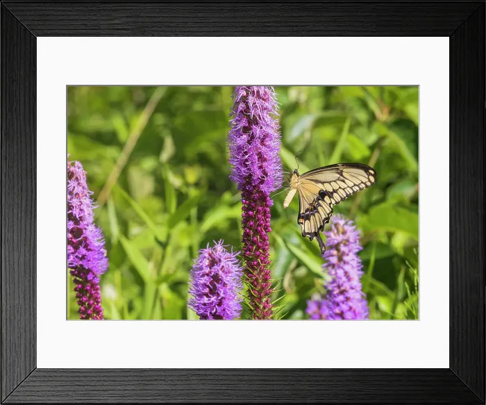 Framed Print : Giant Swallowtail on Prairie blazing star, Rock Cave Nature Preserve, Effingham County, Illinois. (Editorial Use Only) Framed Print : Giant Swallowtail on Prairie blazing star, Rock Cave Nature Preserve, Effingham County, Illinois. (Editorial Use Only)