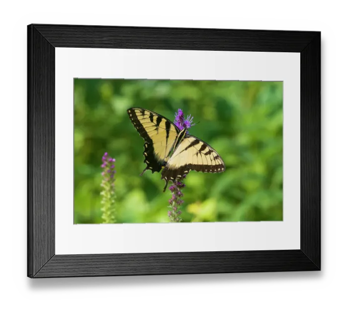 Framed Print : Eastern Tiger Swallowtail on Prairie blazing star, Rock Cave Nature Preserve, Effingham County, Illinois. (Editorial Use Only) Framed Print : Eastern Tiger Swallowtail on Prairie blazing star, Rock Cave Nature Preserve, Effingham County, Illinois. (Editorial Use Only)