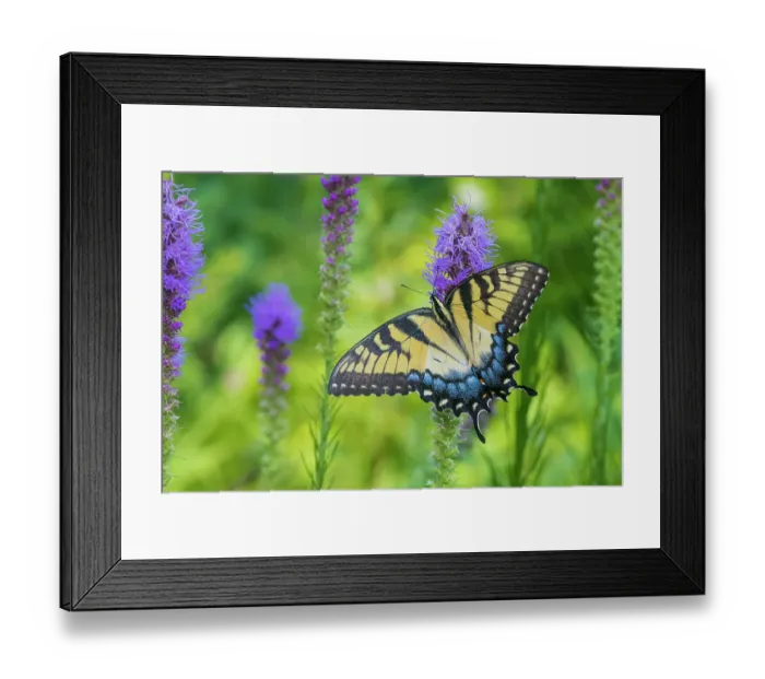 Framed Print : Eastern Tiger Swallowtail on Prairie blazing star, Rock Cave Nature Preserve, Effingham County, Illinois Framed Print : Eastern Tiger Swallowtail on Prairie blazing star, Rock Cave Nature Preserve, Effingham County, Illinois