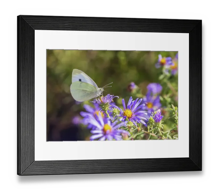 Framed Print : Cabbage White on Frikart's Aster, Marion County, Illinois. (Editorial Use Only) Framed Print : Cabbage White on Frikart's Aster, Marion County, Illinois. (Editorial Use Only)