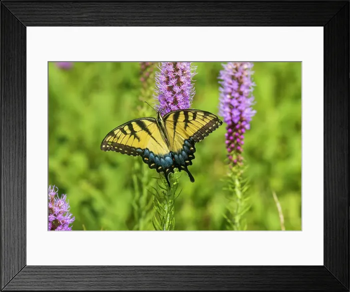 Framed Print : Eastern Tiger Swallowtail on Prairie blazing star, Rock Cave Nature Preserve, Effingham County, Illinois Framed Print : Eastern Tiger Swallowtail on Prairie blazing star, Rock Cave Nature Preserve, Effingham County, Illinois
