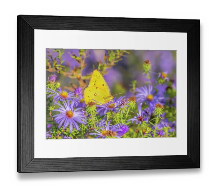 Framed Print : Orange Sulphur on Frikart's Aster, Marion County, Illinois. (Editorial Use Only) Framed Print : Orange Sulphur on Frikart's Aster, Marion County, Illinois. (Editorial Use Only)