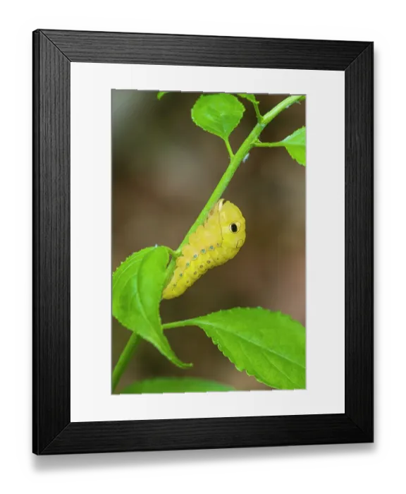 Framed Print : Spicebush Swallowtail caterpillar on Spicebush, Marion County, Illinois. (Editorial Use Only) Framed Print : Spicebush Swallowtail caterpillar on Spicebush, Marion County, Illinois. (Editorial Use Only)