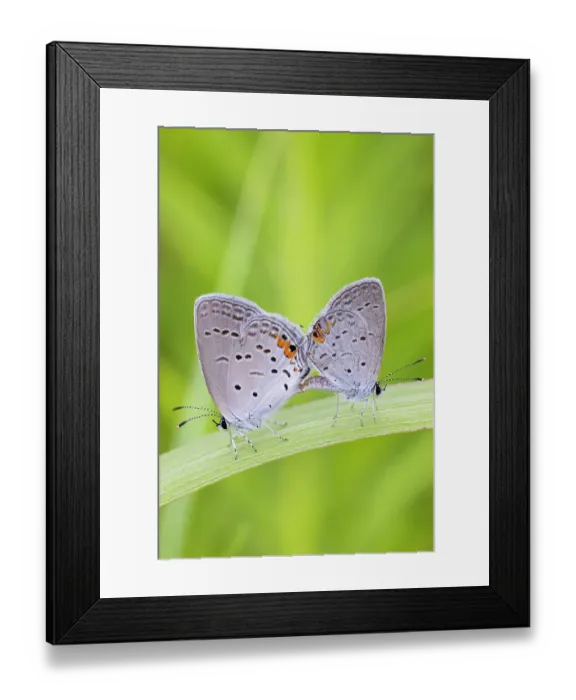 Framed Print : Eastern Tailed-Blues mating in prairie, Marion County, Illinois. (Editorial Use Only) Framed Print : Eastern Tailed-Blues mating in prairie, Marion County, Illinois. (Editorial Use Only)