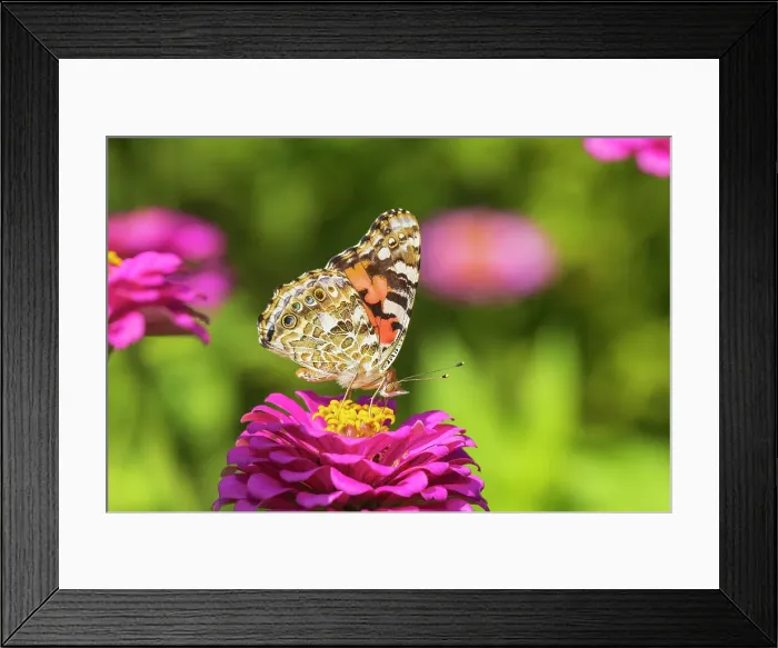 Framed Print : Painted Lady on zinnia, Marion County, Illinois