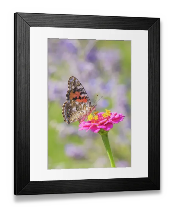 Framed Print : Painted Lady on zinnia, Marion County, Illinois. (Editorial Use Only)