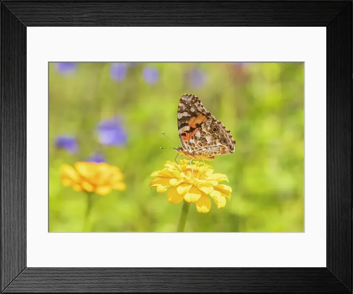 Framed Print : Painted Lady on zinnia, Marion County, Illinois Framed Print : Painted Lady on zinnia, Marion County, Illinois