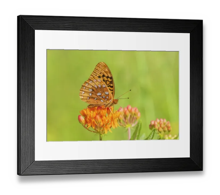 Framed Print : Great Spangled Fritillary, Marion County, Illinois, USA Framed Print : Great Spangled Fritillary, Marion County, Illinois, USA
