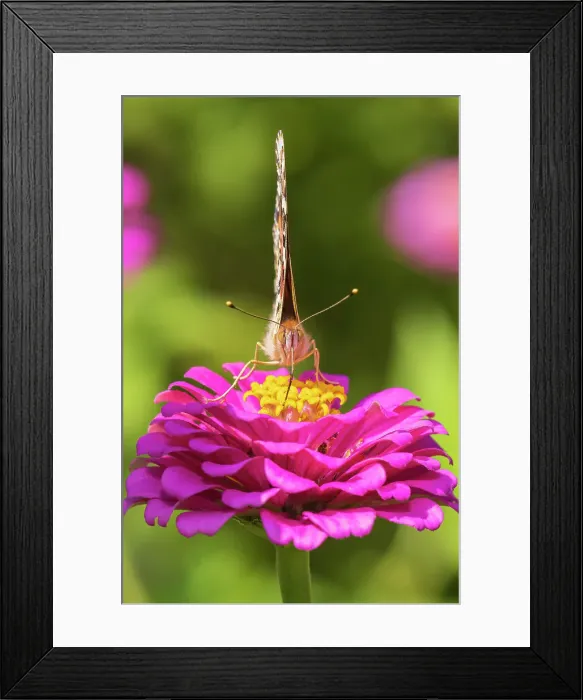 Framed Print : Painted Lady on zinnia, Marion County, Illinois. (Editorial Use Only) Framed Print : Painted Lady on zinnia, Marion County, Illinois. (Editorial Use Only)
