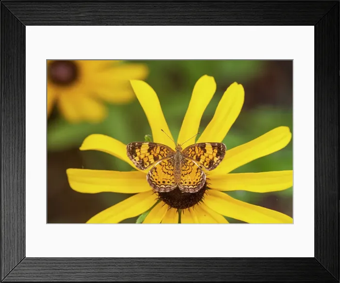 Framed Print : Pearl Crescent on Black-eyed Susan, Marion County, Illinois