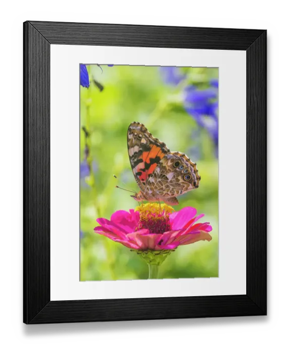Framed Print : Painted Lady on zinnia, Marion County, Illinois. (Editorial Use Only) Framed Print : Painted Lady on zinnia, Marion County, Illinois. (Editorial Use Only)