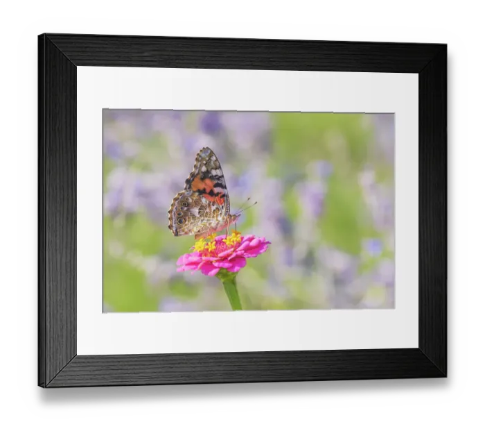 Framed Print : Painted Lady on zinnia, Marion County, Illinois. (Editorial Use Only) Framed Print : Painted Lady on zinnia, Marion County, Illinois. (Editorial Use Only)