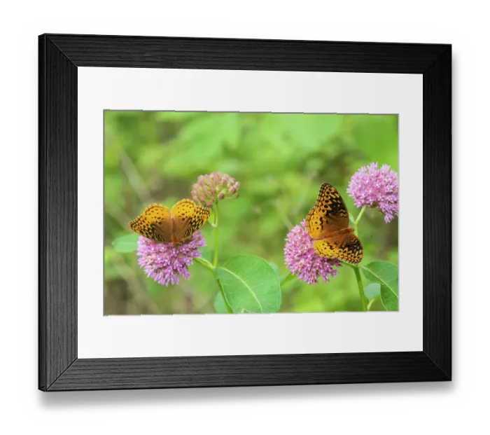 Framed Print : Great Spangled Fritillaries on Purple Milkweed, Marion County, Illinois. (Editorial Use Only)