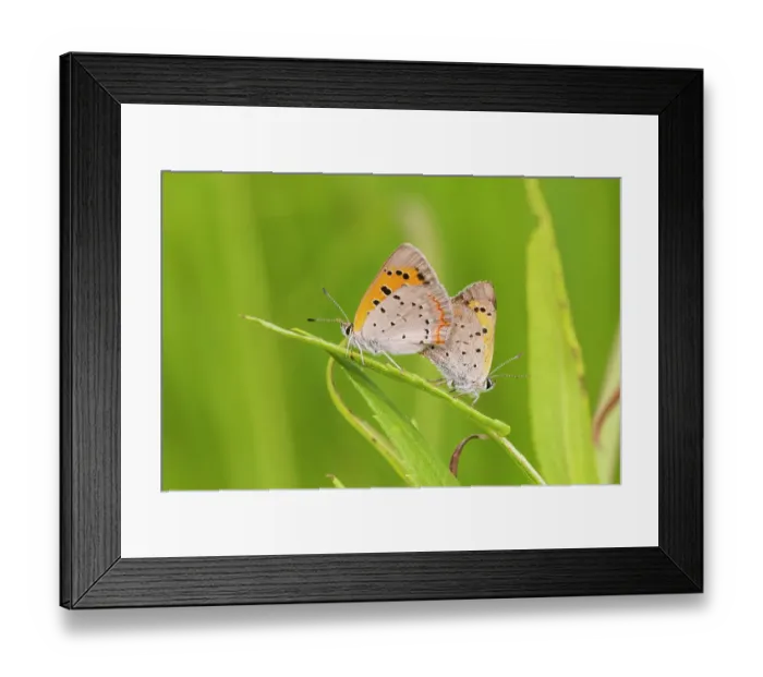 Framed Print : American Coppers in prairie mating. Lawrence County, Illinois. (Editorial Use Only) Framed Print : American Coppers in prairie mating. Lawrence County, Illinois. (Editorial Use Only)