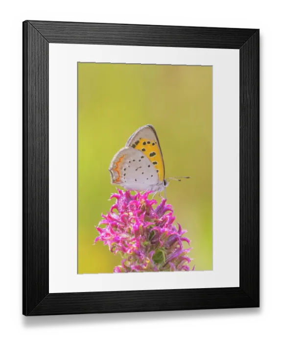Framed Print : American Copper on Prairie Blazing Star. Lawrence County, Illinois Framed Print : American Copper on Prairie Blazing Star. Lawrence County, Illinois