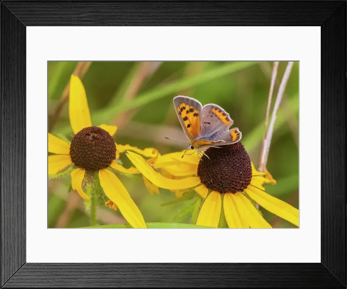 Framed Print : American Copper on Black-eyed Susan. Lawrence County, Illinois. (Editorial Use Only) Framed Print : American Copper on Black-eyed Susan. Lawrence County, Illinois. (Editorial Use Only)