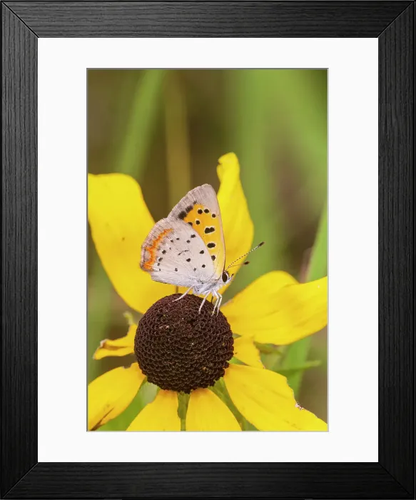 Framed Print : American Copper on Black-eyed Susan. Lawrence County, Illinois Framed Print : American Copper on Black-eyed Susan. Lawrence County, Illinois