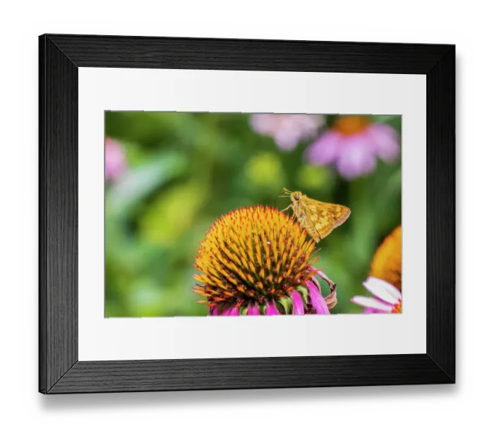 Framed Print : Peck's Skipper on Purple Coneflower, Marion County, Illinois