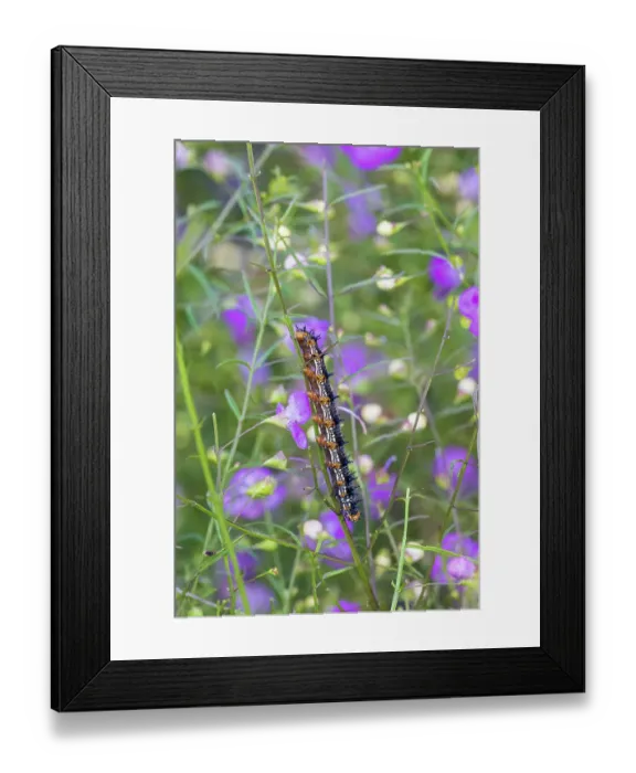 Framed Print : Common Buckeye caterpillar on Slender False Foxglove. Lawrence County, Illinois. (Editorial Use Only)