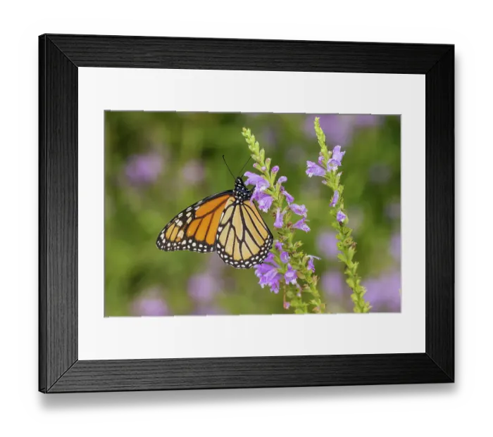 Framed Print : Monarch on Obedient Plant. Lawrence County, Illinois. (Editorial Use Only)