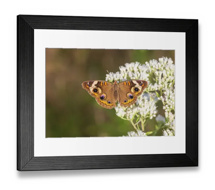 Framed Print : Common Buckeye on Common Boneset, Marion County, Illinois. (Editorial Use Only)