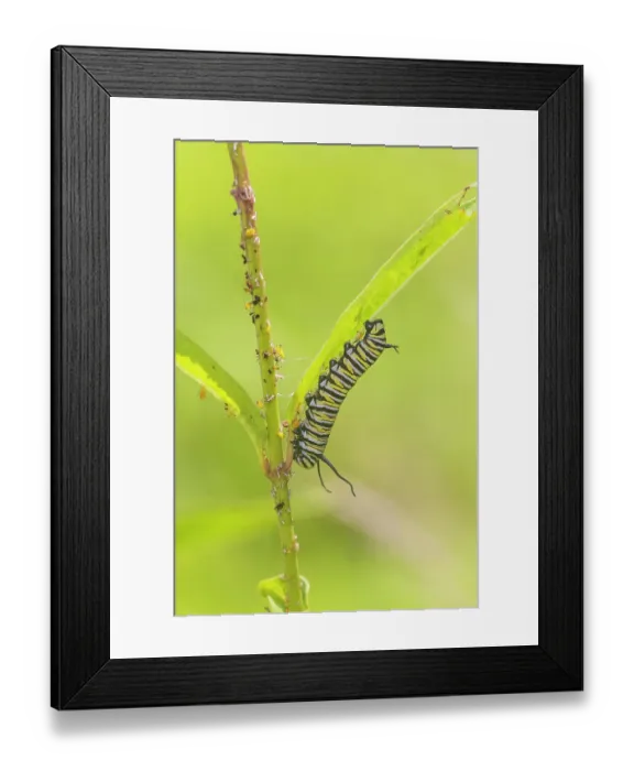 Framed Print : Monarch caterpillar feeding on Swamp Milkweed, Marion County, Illinois Framed Print : Monarch caterpillar feeding on Swamp Milkweed, Marion County, Illinois