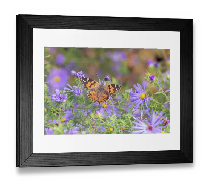 Framed Print : Painted Lady on Frikart's Aster, Marion County, Illinois. (Editorial Use Only)