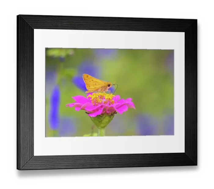 Framed Print : Fiery Skipper on Zinnia, Marion County, Illinois. (Editorial Use Only) Framed Print : Fiery Skipper on Zinnia, Marion County, Illinois. (Editorial Use Only)
