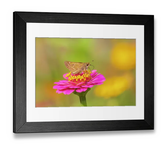 Framed Print : Sachem skipper female on Zinnia, Marion County, Illinois. (Editorial Use Only)