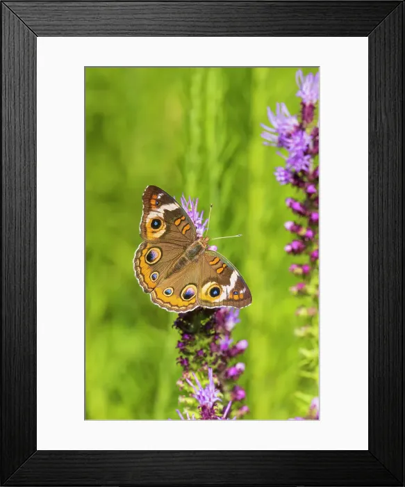 Framed Print : Common Buckeye on Prairie Blazing Star, Effingham County, Illinois