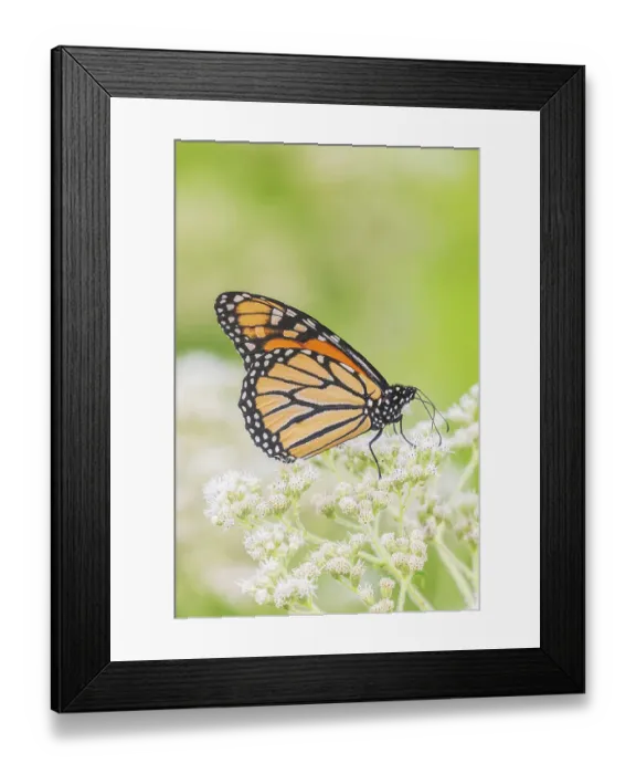 Framed Print : Monarch on Common Boneset, Marion County, Illinois. (Editorial Use Only)