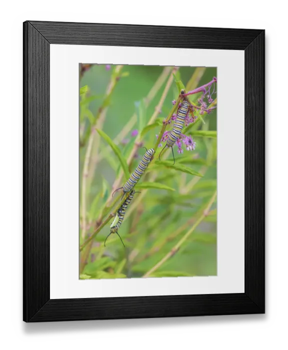 Framed Print : Monarch caterpillars feeding on Swamp Milkweed, Marion County, Illinois. (Editorial Use Only) Framed Print : Monarch caterpillars feeding on Swamp Milkweed, Marion County, Illinois. (Editorial Use Only)