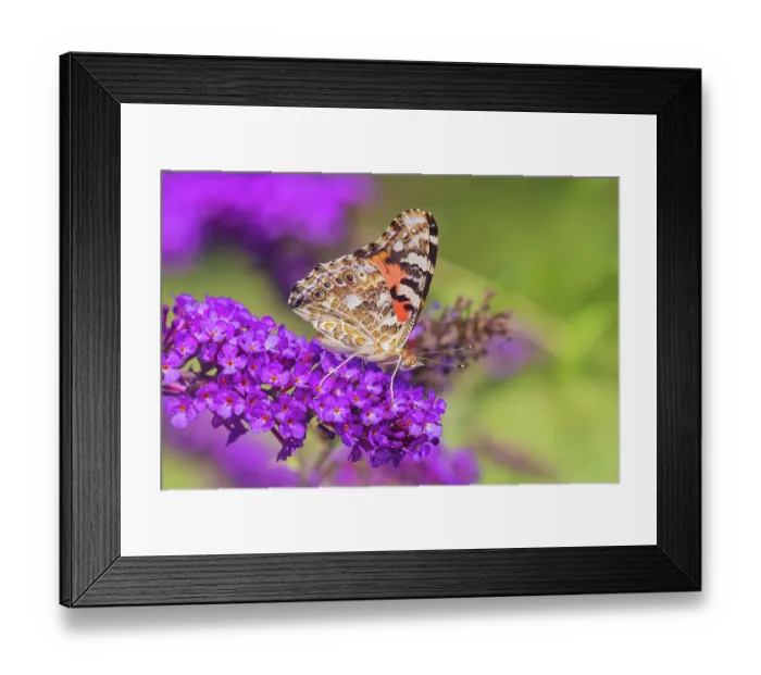 Framed Print : Painted Lady on Butterfly Bush, Marion County, Illinois. (Editorial Use Only)