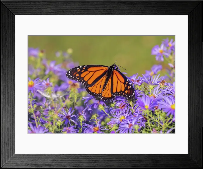 Framed Print : Monarch on Frikart's Aster, Marion County, Illinois. (Editorial Use Only) Framed Print : Monarch on Frikart's Aster, Marion County, Illinois. (Editorial Use Only)
