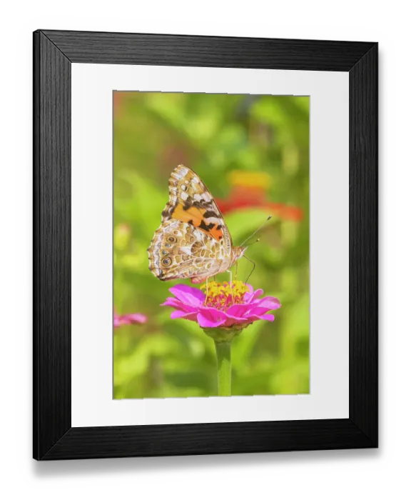 Framed Print : Painted Lady on zinnia, Marion County, Illinois Framed Print : Painted Lady on zinnia, Marion County, Illinois