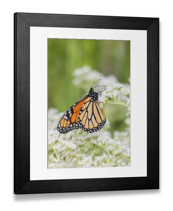 Framed Print : Monarch on Common Boneset, Marion County, Illinois Framed Print : Monarch on Common Boneset, Marion County, Illinois