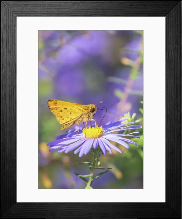 Framed Print : Fiery Skipper on Frikart's Aster, Marion County, Illinois Framed Print : Fiery Skipper on Frikart's Aster, Marion County, Illinois