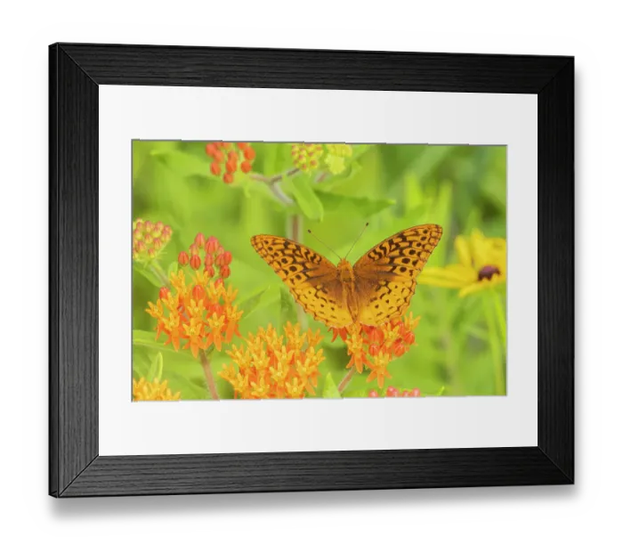Framed Print : Great Spangled Fritillary, Marion County, Illinois, USA. (Editorial Use Only) Framed Print : Great Spangled Fritillary, Marion County, Illinois, USA. (Editorial Use Only)