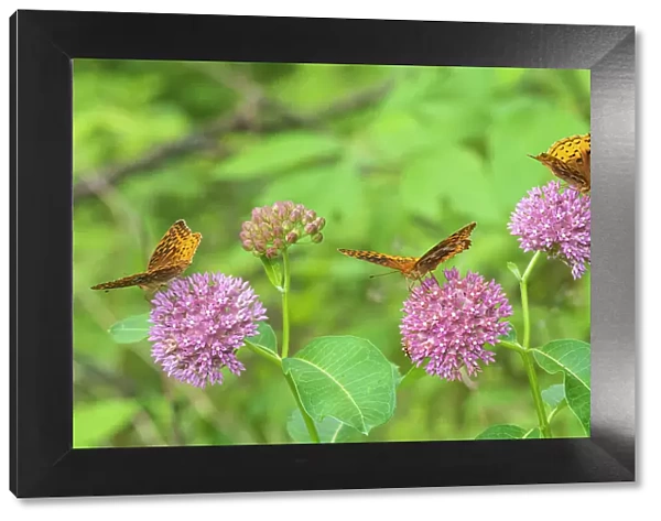 Great Spangled Fritillaries on Purple Milkweed, Marion County, Illinois. (Editorial Use Only)