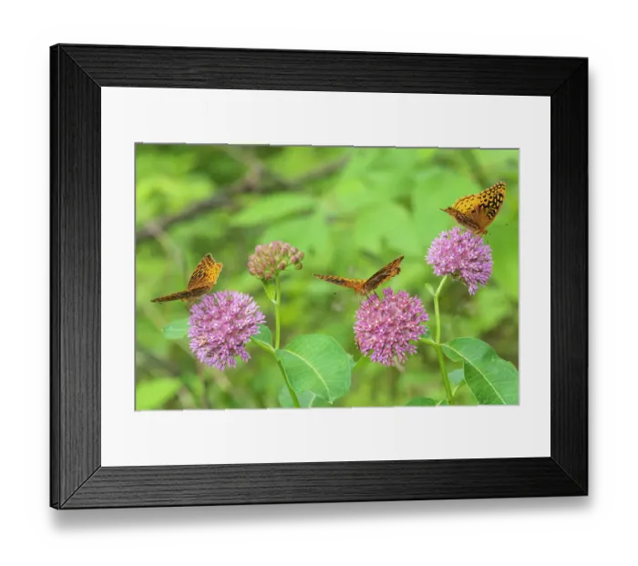Framed Print : Great Spangled Fritillaries on Purple Milkweed, Marion County, Illinois. (Editorial Use Only) Framed Print : Great Spangled Fritillaries on Purple Milkweed, Marion County, Illinois. (Editorial Use Only)
