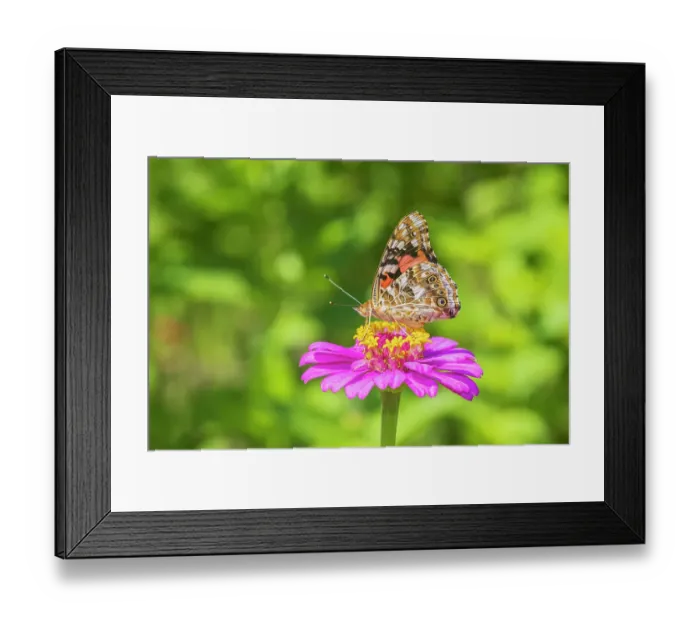 Framed Print : Painted Lady on zinnia, Marion County, Illinois. (Editorial Use Only) Framed Print : Painted Lady on zinnia, Marion County, Illinois. (Editorial Use Only)
