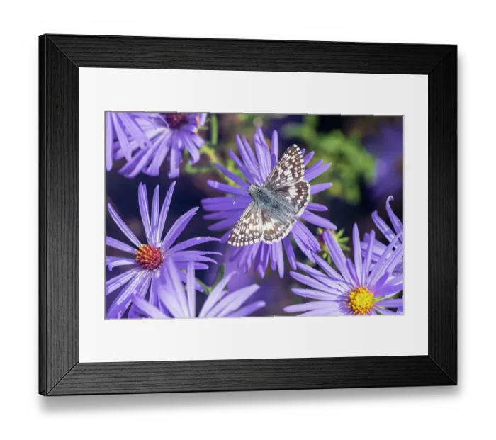 Framed Print : Common Checkered-Skipper on Frikart's Aster, Marion County, Illinois. (Editorial Use Only)