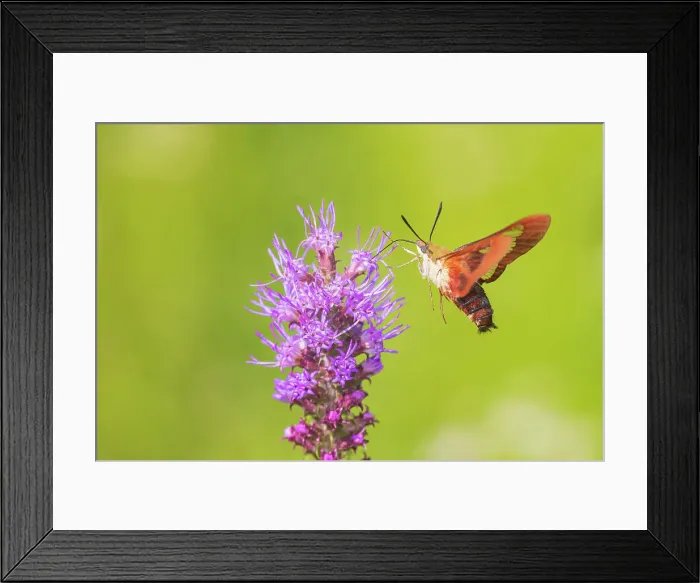 Framed Print : Hummingbird Clearwing moth at Prairie Blazing Star, Effingham County, Illinois Framed Print : Hummingbird Clearwing moth at Prairie Blazing Star, Effingham County, Illinois