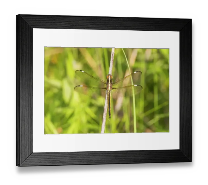 Framed Print : Spangled Skimmer female, Marion County, Illinois Framed Print : Spangled Skimmer female, Marion County, Illinois