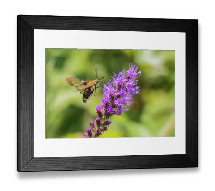 Framed Print : Snowberry Clearwing at Prairie Blazing Star, Effingham County, Illinois Framed Print : Snowberry Clearwing at Prairie Blazing Star, Effingham County, Illinois