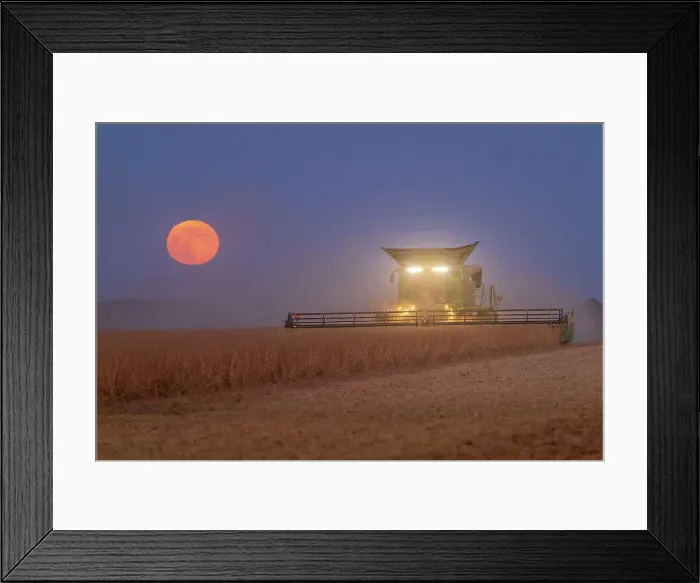 Framed Print : Combine harvesting soybeans as full moon rises (harvest moon), Marion County, Illinois. (Editorial Use Only) Framed Print : Combine harvesting soybeans as full moon rises (harvest moon), Marion County, Illinois. (Editorial Use Only)