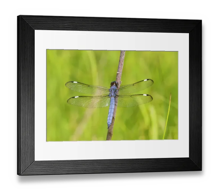 Framed Print : Spangled Skimmer male, Marion County, Illinois Framed Print : Spangled Skimmer male, Marion County, Illinois